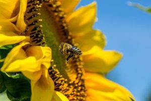 Biene, Pestizide, Bienensterben, Neonicotinoide